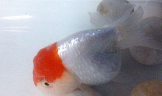 饲养兰寿的方法 如何饲养兰寿