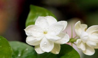 茉莉花的种植（茉莉花的种植方法及养护）