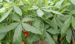 发财树种植（发财树种植土壤要求）