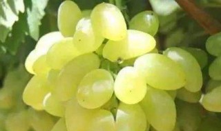 金手指葡萄的保存方法 金手指葡萄如何保存