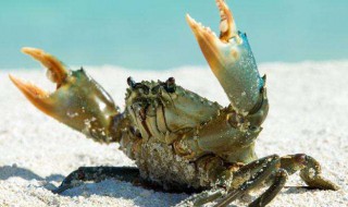 螃蟹的保存方法使它不死 螃蟹怎么保持存活