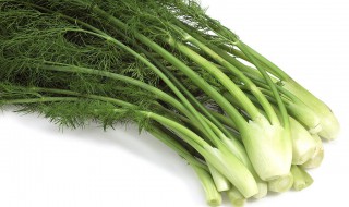 茴香冷冻的保存方法（茴香冷冻的保存方法视频）