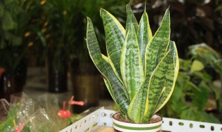 中华兰的养殖方法 中华兰的养殖方法和技术