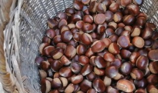 怎么保存板栗子 怎么保存板栗子不坏