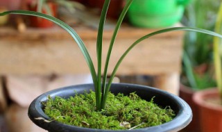 兰花的养殖方法和注意事项 兰花的养殖方法和注意事项 盆栽一