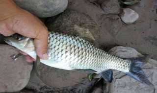 鱼刮鳞最好的方法（鱼刮鳞最好的方法图片）