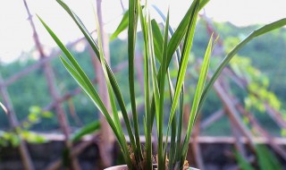 兰花怎么养最好（兰花怎么养最好视频）