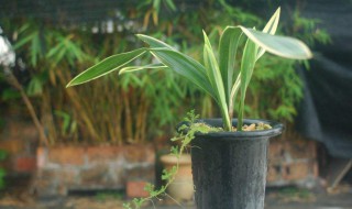 金丝荷的养殖方法（金丝荷的养殖方法和技术）