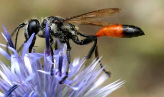 赶走泥蜂的方法（泥蜂捉虫）
