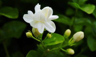 茉莉花的养殖方法和注意事项（茉莉花的养殖方法和注意事项北方）