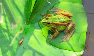 青蛙除了用肺外还用什么器官呼吸