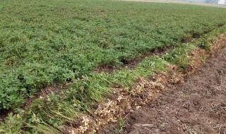 花生种植技术(秋季花生种植技术)