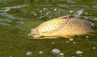 钓鲤鱼用什么饵(路亚钓鲤鱼用什么饵)