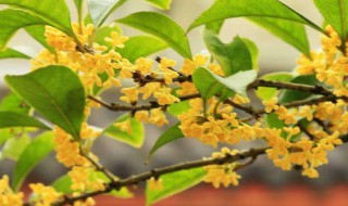 秋天有什么花开(冬天有什么花开)