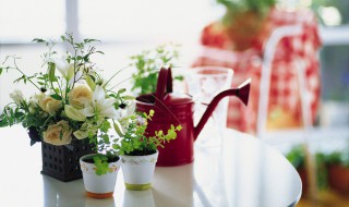 夏天给花遮阳的方法 夏天怎么给花遮阳