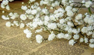 满天星的花语是什么 满天星的花语是什么意思 寓意