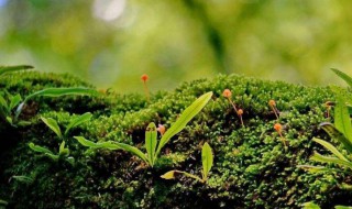 消灭青苔的方法（消灭青苔用什么药最好）