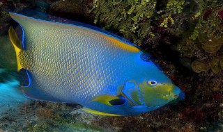 新买的七彩鱼怎么入缸 新买的七彩鱼怎么入缸视频