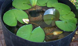 盆养莲花的方法（盆莲花怎么养）