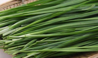 九王的种植方法（九王的种植技术）