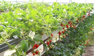 无土种草莓的方法 无土栽培草莓种植技术