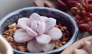 雪莲的培植方法（雪莲栽培方法）