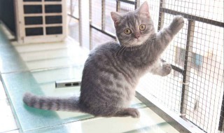 矮脚猫为什么不能养 矮脚猫为什么不能养太胖