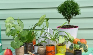 室内植物有哪些好养（室内植物有哪些好养而且还能净化空气）