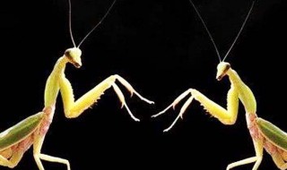 母螳螂为什么要吃掉公螳螂（母螳螂为什么要吃掉公螳螂的视频）