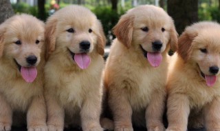 为什么不能打金毛 为什么不能打金毛的鼻子