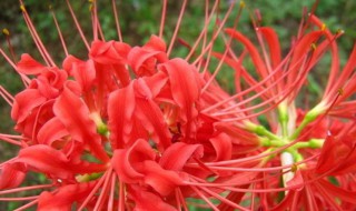彼岸花为什么不能养 彼岸花为什么不能养视频