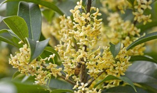 桂花什么时候开花 桂花什么时候开花什么时候凋谢