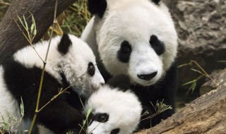 大熊猫的习性和特点