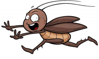 家庭常见的蟑螂是不是美洲大蠊 美洲蟑螂幼虫