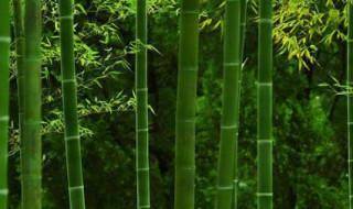 如何养竹子 如何养竹子才能养得好