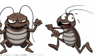 蟑螂最怕什么 蟑螂最怕什么东西和气味