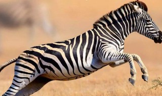 斑马是白底黑纹还是黑底白纹(斑马是白底黑纹还是黑底白纹的马)