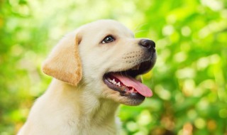 怕狗怎么克服(孩子害怕狗怎么克服)