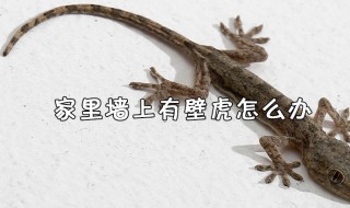 家里有壁虎怎么处理有效