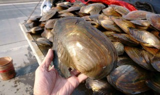 如何在家养河蚌（家中如何养河蚌喂什么）