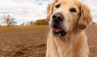 狗狗眼屎多该如何处理