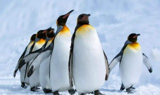 最大的企鹅 最大的企鹅是哪种