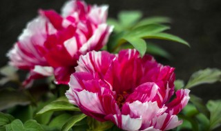 中国的国花（中国的国花是哪种花）