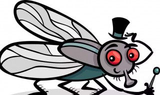 苍蝇为什么喜欢往人身上飞（小苍蝇怎么消灭 最有效）