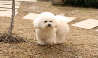 为什么比熊养公不养母 不宜养狗的4个属相