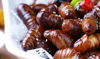 鲜活蝉蛹怎么保存 鲜活蝉蛹怎么保存时间长