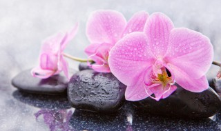 兰花栽培入门（兰花栽培入门如图7-3）