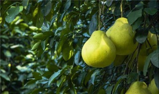 新摘柚子怎么保存 新摘柚子怎么保存最好