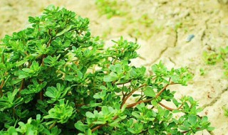 马齿笕怎么样保存（马齿保存方法）