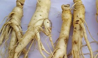 人参怎么烘干保存（人参怎么烘干保存方法）